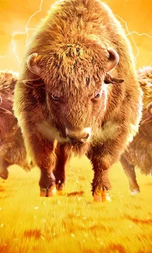 Buffalo Win